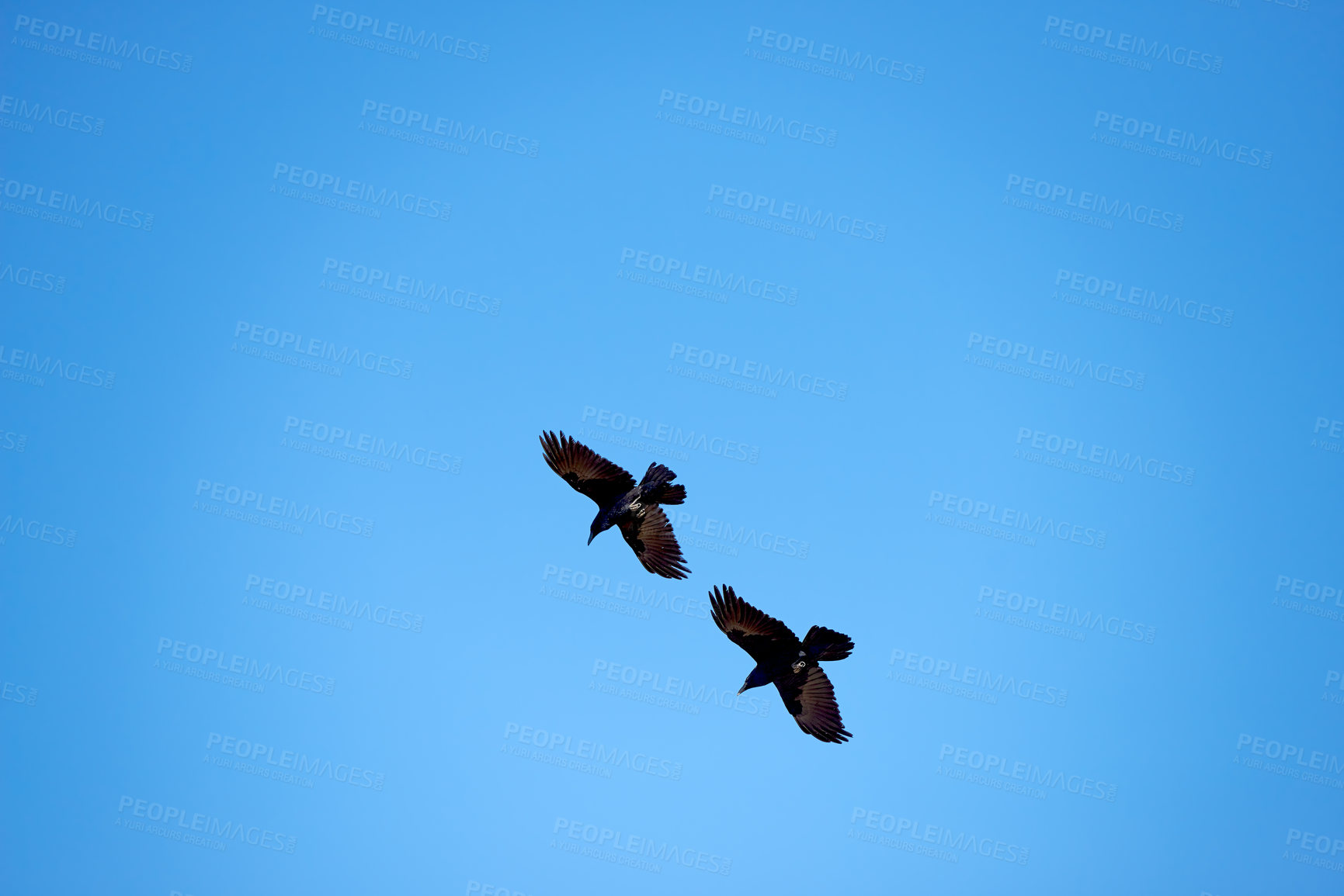 Buy stock photo Flight, freedom and crows on blue sky together, animals in migration and travel in air. Nature, wings and flock of birds flying in formation with journey, tropical summer and wildlife with feathers