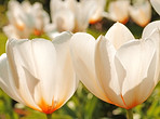 A photo of tulips