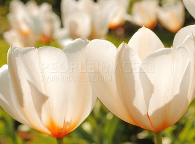 Buy stock photo Flower, leaf and plant in garden or nature for environment and geography on earth in backyard. Growth, greenery with tulip and stem in spring for flora, ecology and natural for blossom and bloom