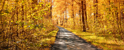 Buy stock photo Forest, road and autumn season with trees, path or street of natural scenery on banner in nature. Empty trail, plants and leaves in the countryside of landscape, eco friendly environment or pathway