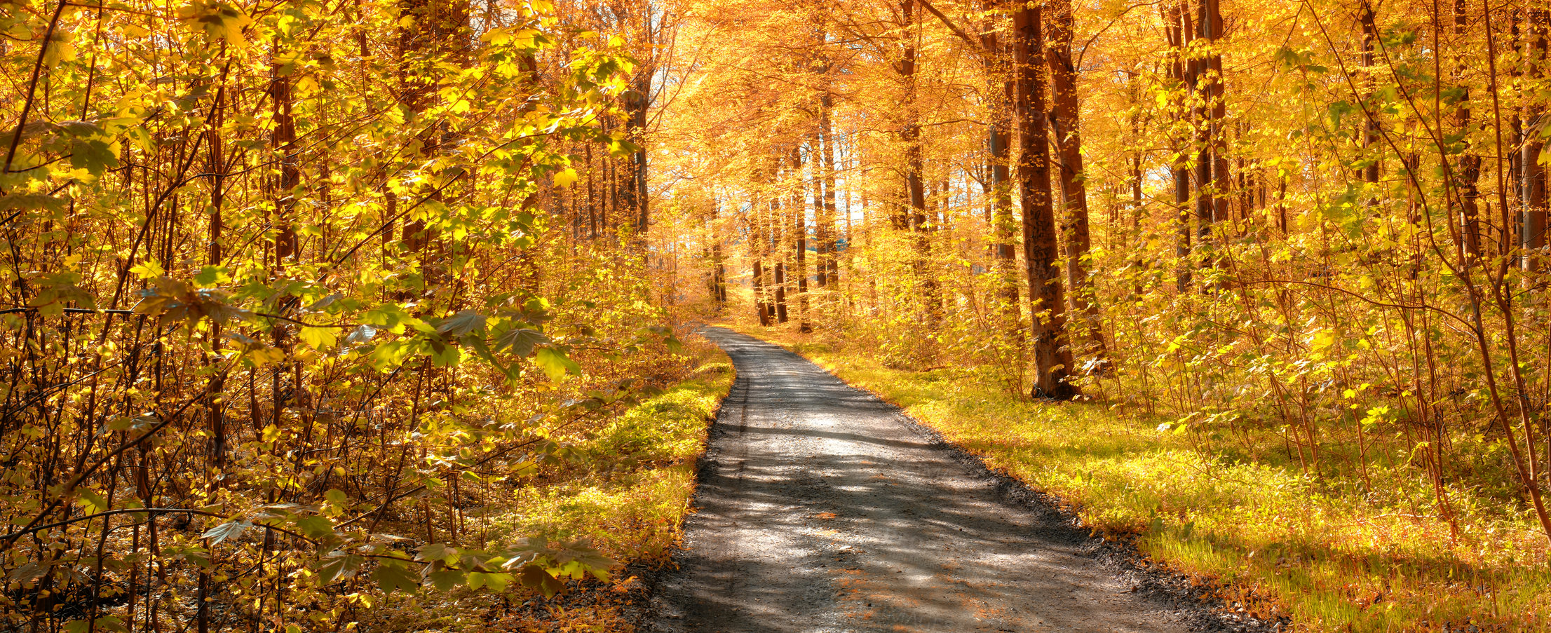 Buy stock photo Forest, road and autumn season with trees, path or street of natural scenery on banner in nature. Empty trail, plants and leaves in the countryside of landscape, eco friendly environment or pathway