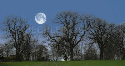 Buy stock photo Forest, trees and moon with nature, night and environment with sky and grass with fresh air and landscape. Empty, growth and ecology with plants and natural with woods and earth with sustainability