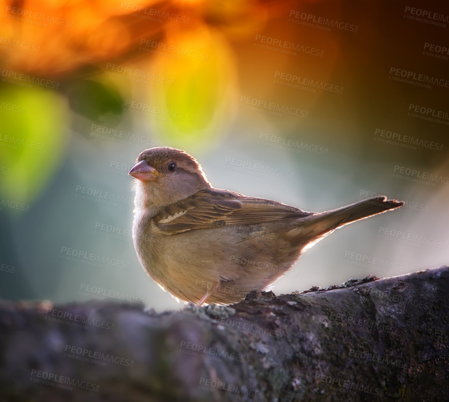Buy stock photo Bird, branch and tree in nature or garden with feather in  tranquil environment for summer season to fly in field. Animal, colorful and alone in natural outdoor for flight, wildlife and ecology