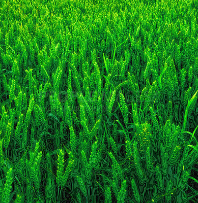 Buy stock photo Green, wheat and field or nature environment or countryside agriculture with sustainability harvest, vegetation or growth. Plants, leaf and land outdoor in China for clean energy, farming or rural