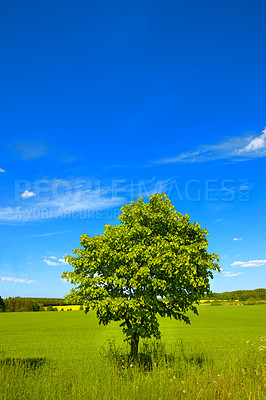 Buy stock photo Tree, nature and countryside open field in summer environment for holiday view, vacation or agriculture. Plants, grass and land sunshine outdoor or remote Europe for peaceful, mockup or sustainable