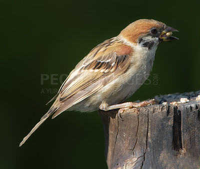 Buy stock photo Eurasian tree sparrow, nature and seed with bird, balance and feather for rest with macro photograph. Garden, autumn and season with closeup, wildlife and ecosystem isolated on branch in environment