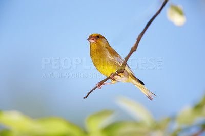 Buy stock photo Bird, branch and nature with feather and leaf in natural environment for wildlife, ecosystem and fly outdoor. Animals, greenfinch and spring with wing and standing with color in habitat or garden