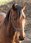 An evening photo of the head of a brown horse