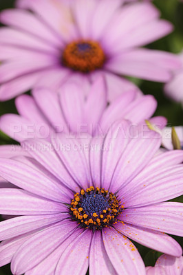 Buy stock photo Closeup of purple Cape Marguerite flowers growing in a garden in summer with copyspace. Zoom on open flower head in a forest with vibrant petals. Seasonal flower symbolises silence, purity, innocence