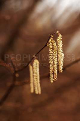 Buy stock photo Flowers, plant and twig on tree, environment and autumn in garden, backyard and landscape. Floral, nature and branch with hazel catkins in bloom at countryside, forest and rural area for ecology