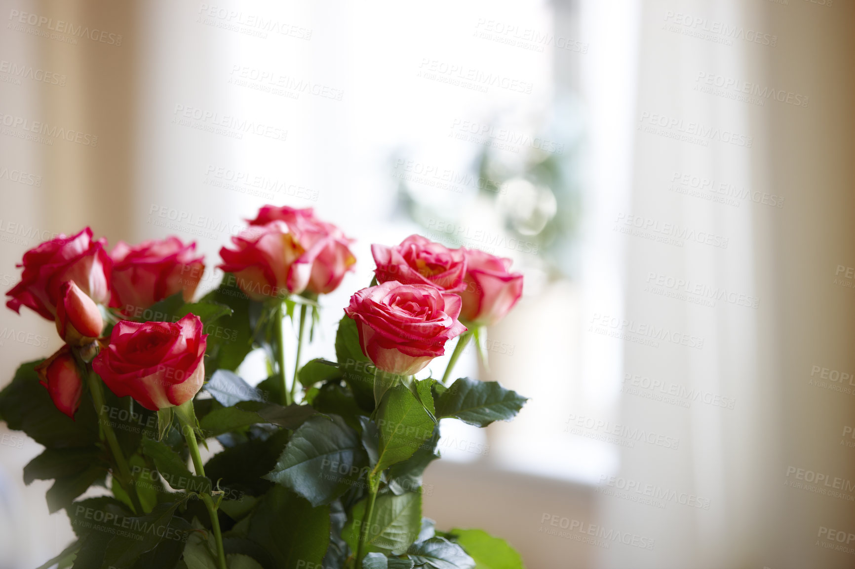 Buy stock photo A photo of Roses indoor with window as background