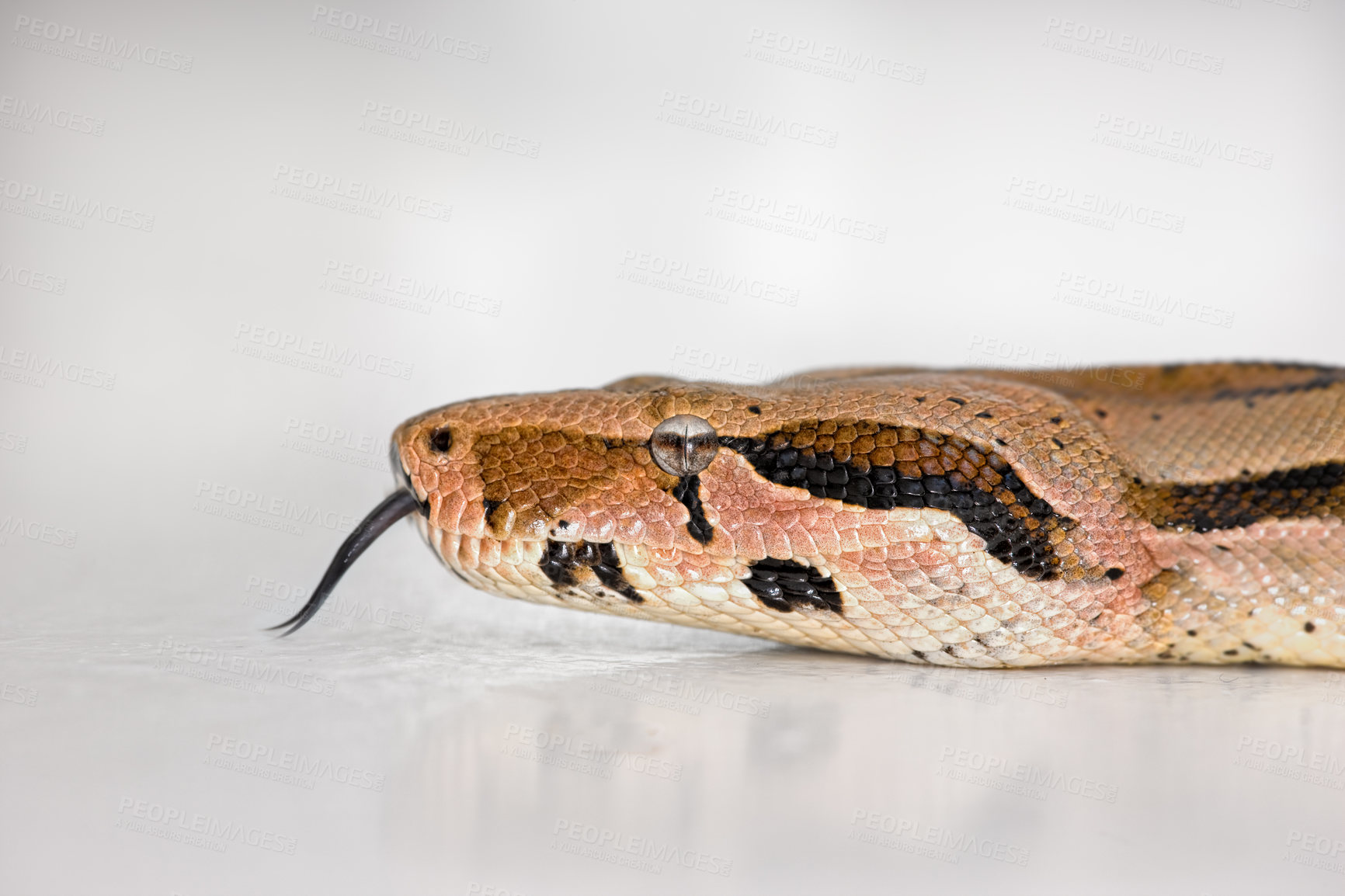 Buy stock photo Closeup of a Boa snake's face isolated on white against a bright studio copyspace background. Head of a slithering snake kept as a pet with copy space. Waiting on the floor, calm and ready to attack