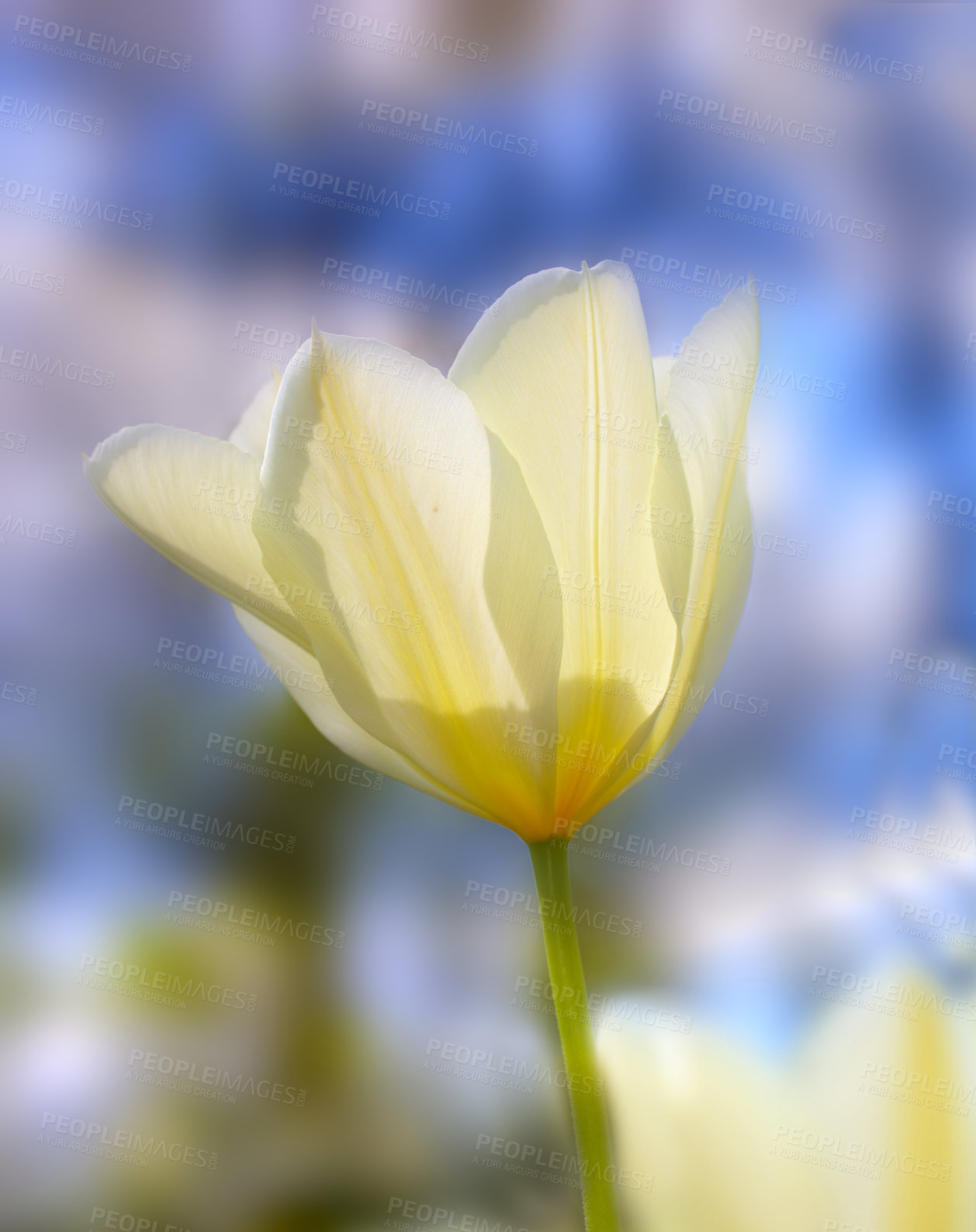 Buy stock photo Tulip, flower closeup and nature outdoor with environment, Spring and natural background. Ecology, landscape or wallpaper with plant in garden or park, growth and green with blossom for botany