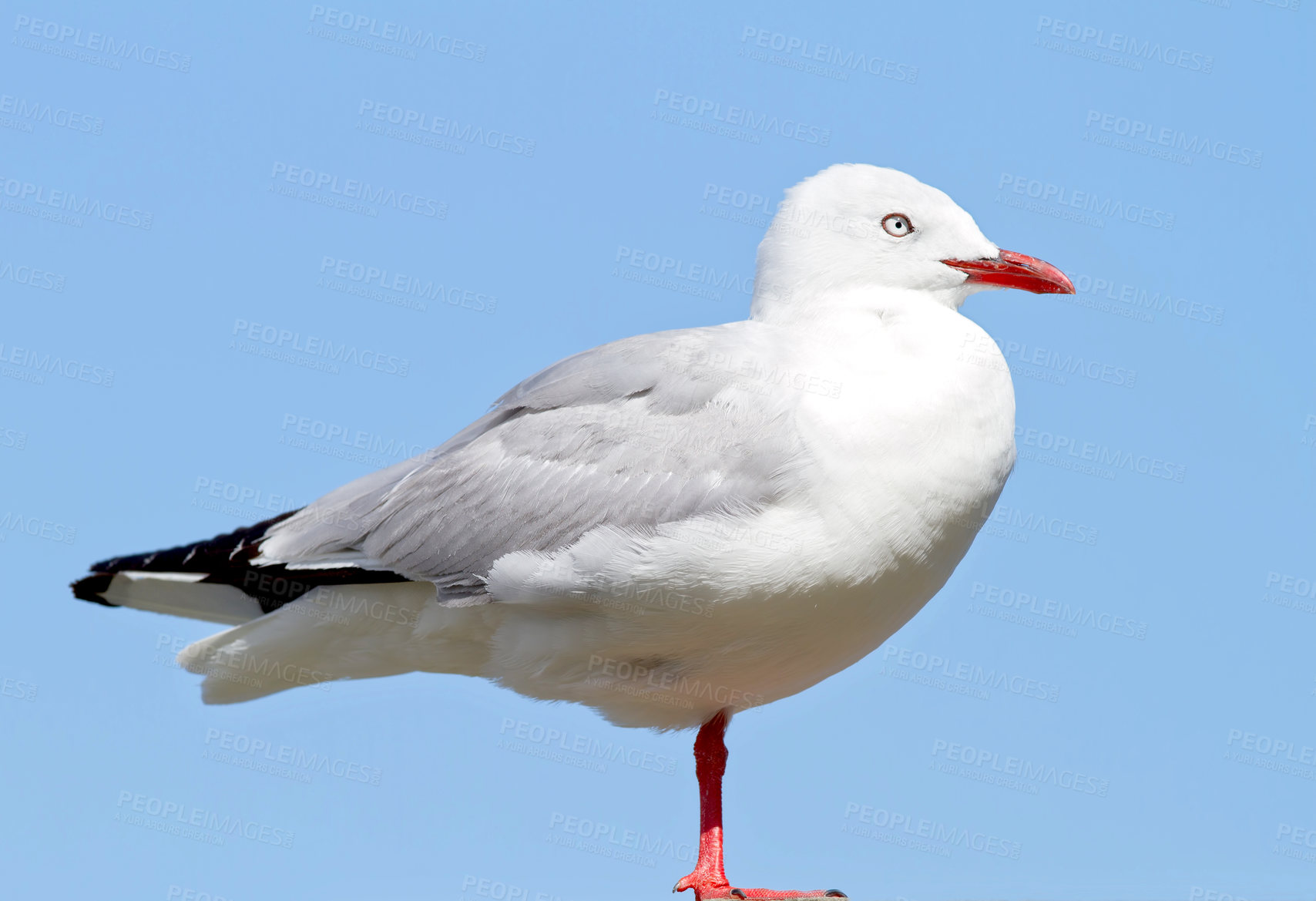 Buy stock photo Bird, outdoors and blue sky in nature, flight and avian animal in the wild. Seagull, wildlife and feathers for gulls native for shorelines, sea and closeup of bill for birdwatching or birding  
