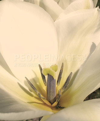 Buy stock photo Closeup shot of a flower and it's petals