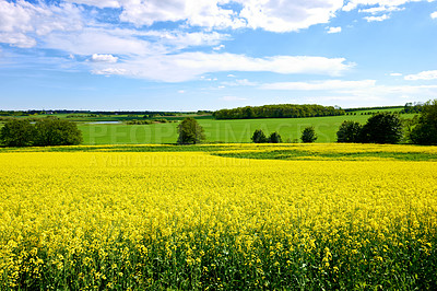 Buy stock photo Yellow, field or environment with grass for flowers, agro farming or sustainable growth in nature. Background, canola plants and landscape of meadow, lawn or natural pasture for crops and ecology