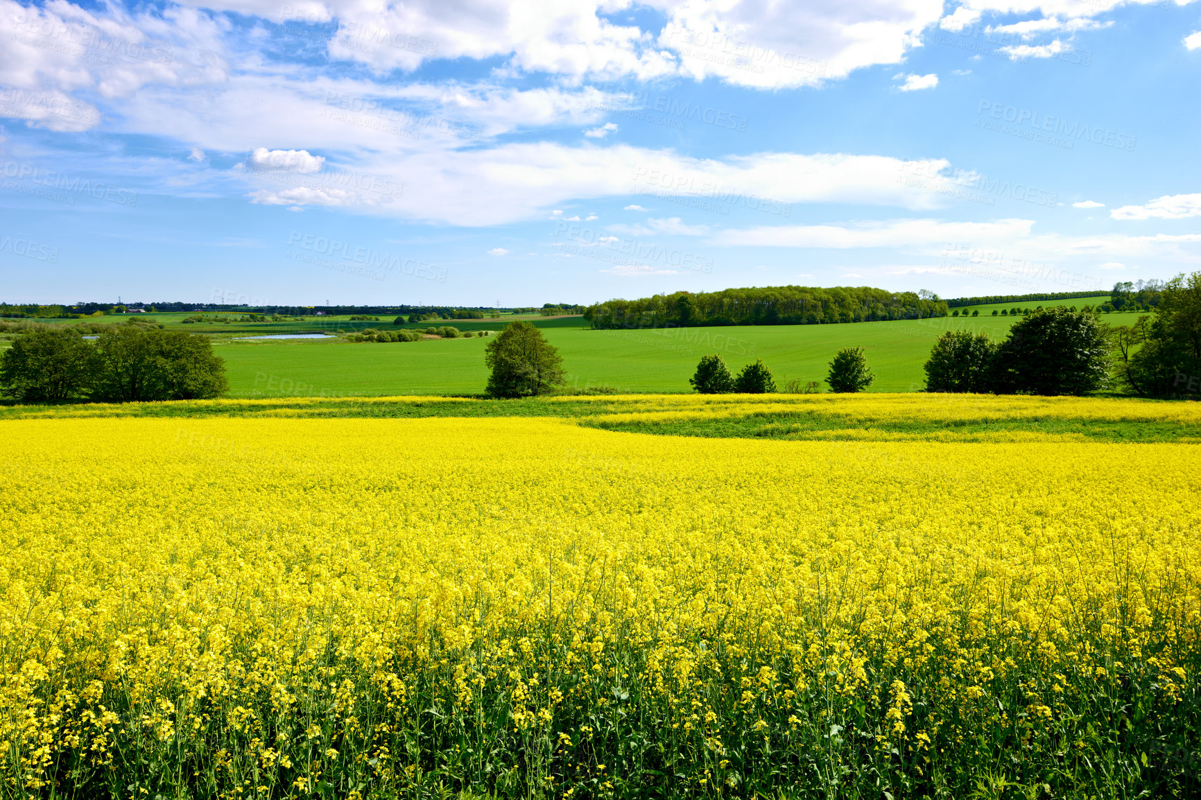 Buy stock photo Yellow, field or environment with grass for flowers, agro farming or sustainable growth in nature. Background, canola plants and landscape of meadow, lawn or natural pasture for crops and ecology