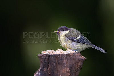 Buy stock photo Great tit, garden bird and outdoors in spring time, avian wild animal in natural environment. Close up, nature or wildlife native to United Kingdom, perched or eating on wooden stump for birdwatching