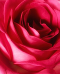 Macro photo of A beautiful red rose