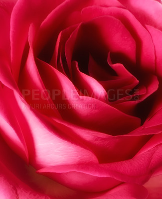 Buy stock photo Closeup of one beautiful red rose. Macro view of fresh, vibrant and bright, colorful flower with detail petals and texture on nature plant. Romantic, scented, passionate gesture for valentines day
