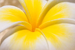A photo of beautiful Hawaiian flowers on a sunny day