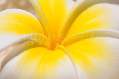 Buy stock photo Frangipani, flower closeup and nature outdoor with environment, Spring and natural background. Ecology, landscape or wallpaper with tropical plant in garden, growth and green with blossom for botany