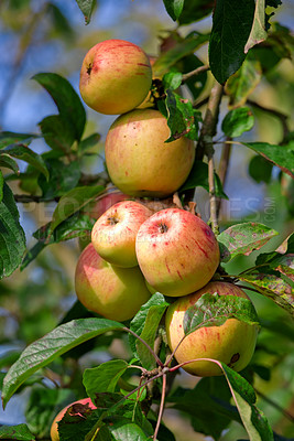 Buy stock photo Plants, agriculture and farm with apples on tree for sustainability, orchard and growth. Nature, environment and nutrition of fruits on branch for harvesting, farming or horticulture in summer garden