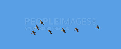 Buy stock photo A flock of birds flying through the sky