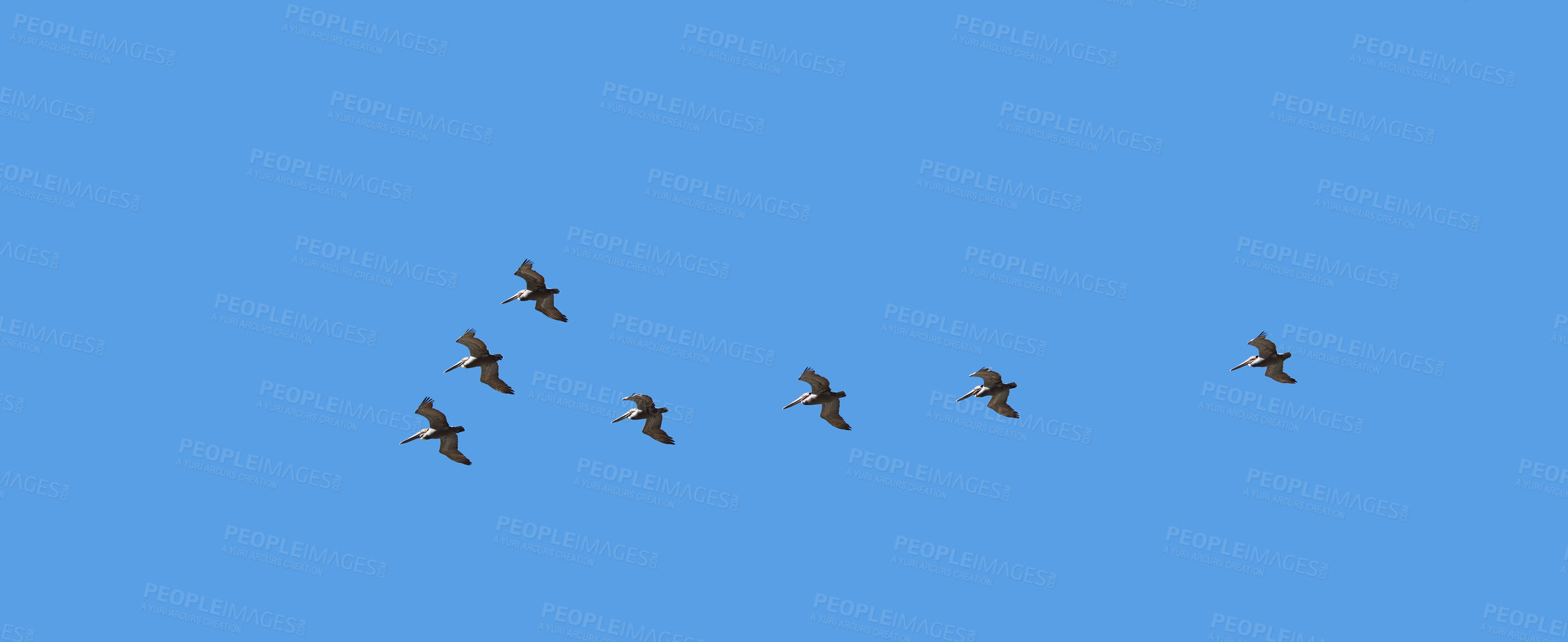 Buy stock photo A flock of birds flying through the sky