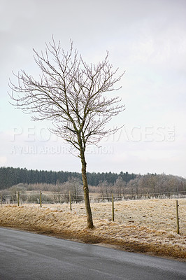 Buy stock photo Countryside, travel and tree with road in winter for route to destination or location outdoor. Earth, sky and asphalt street in nature for holiday, vacation or weekend getaway in cold or wet season