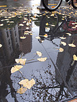 A photo of Autumn leaves in the city on a rainy day
