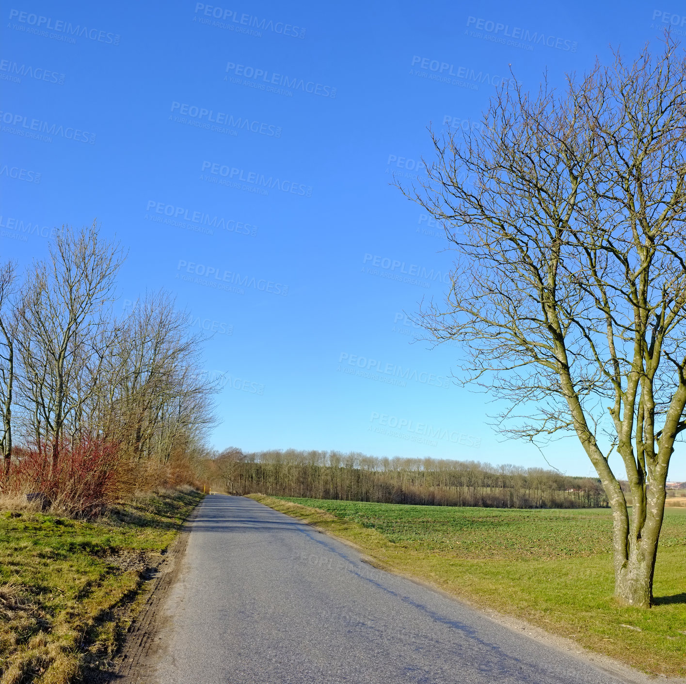 Buy stock photo Road, landscape and trees with field in countryside for travel, adventure and roadtrip with forest in nature. Street, path and location in Amsterdam with blue sky, roadway and environment for tourism