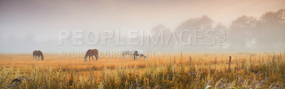 Buy stock photo Three horses grazing together in the distance on a misty field outside with copyspace. Wild animals standing on farm land with copy space. Ponies eating on a lush spring landscape on rural farm land