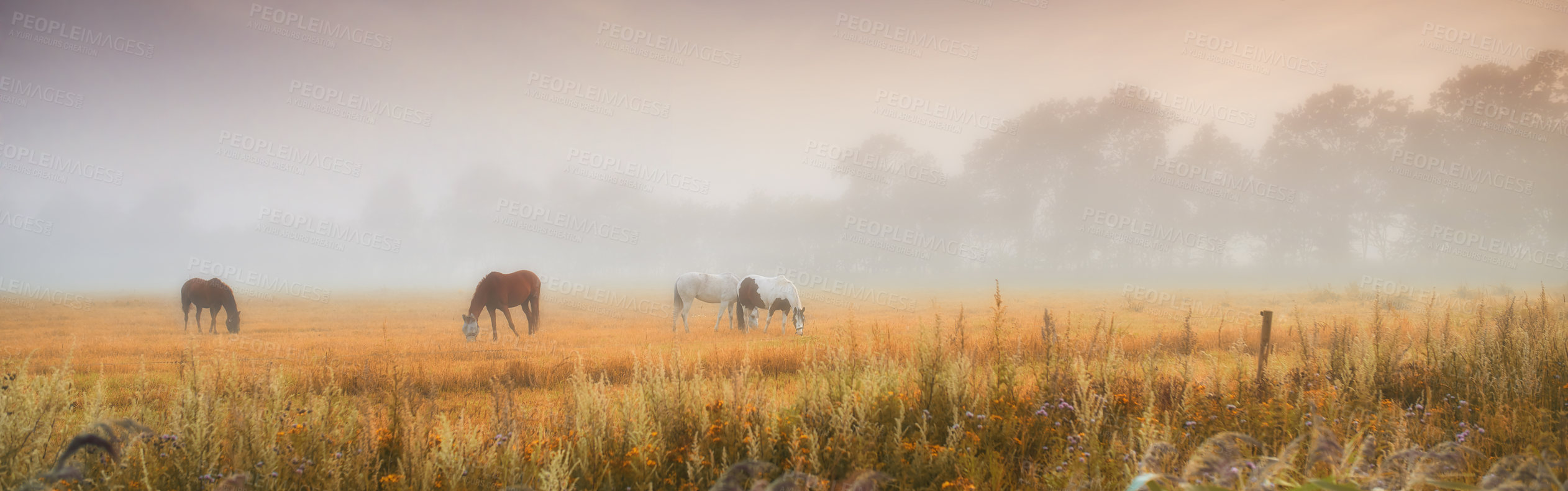 Buy stock photo Three horses grazing together in the distance on a misty field outside with copyspace. Wild animals standing on farm land with copy space. Ponies eating on a lush spring landscape on rural farm land