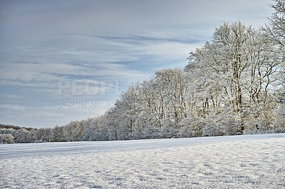 Buy stock photo Forest, snow and landscape with trees and sky, nature and cold weather with panoramic or scenic view. Winter, natural background for travel or tourism with ice or frozen location or destination