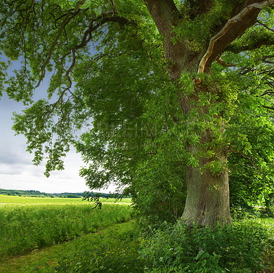 Buy stock photo Green, tree in countryside and nature outdoor, forest or farm with environment and landscape for travel. Agriculture, field or meadow in natural background with adventure location and fresh air