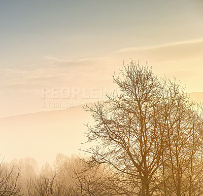 Buy stock photo Landscape, sky or mist with trees or winter on cold morning for weather, climate or mockup space. Outdoor, nature scenery and fog in woods for ecosystem background, environment or natural habitat