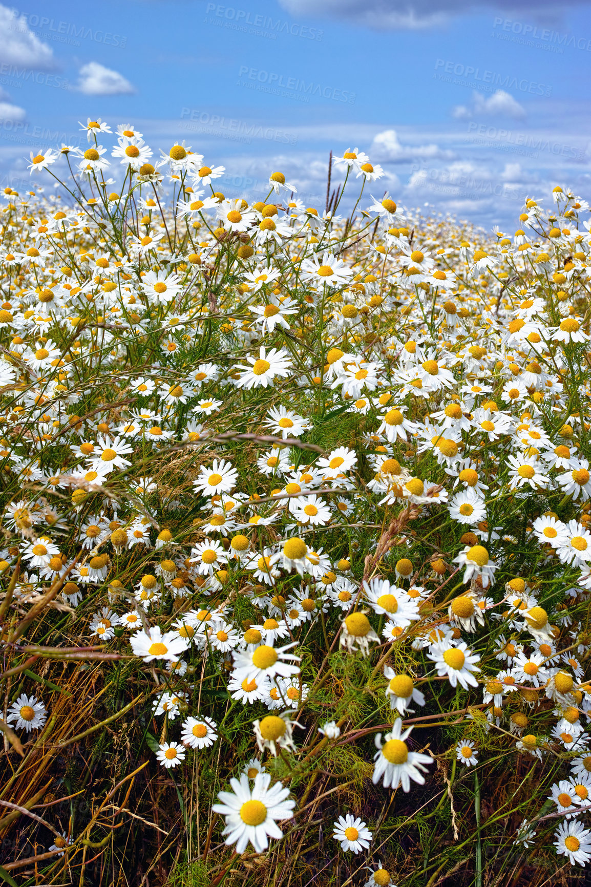 Buy stock photo Nature, blue sky and daisy field in spring with natural landscape, morning blossom and floral bush. Growth, peace and flowers with green backyard garden, calm countryside and sustainable environment.