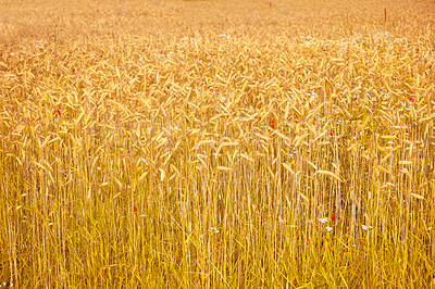 Buy stock photo Wheat, field and farm with growth of plants, leaves or development of grain for production in agriculture. Sustainable, farming and crop of organic grass, food or outdoor in summer, nature or pasture