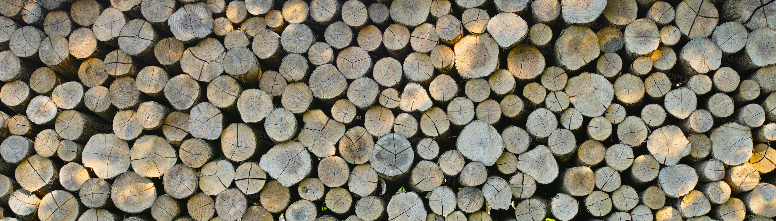 Buy stock photo Lumber, wood and birch above with pile, forest and tree outdoor with deforestation and timber for firewood. Log, nature and woods for construction material and trunk resource of bark for logging