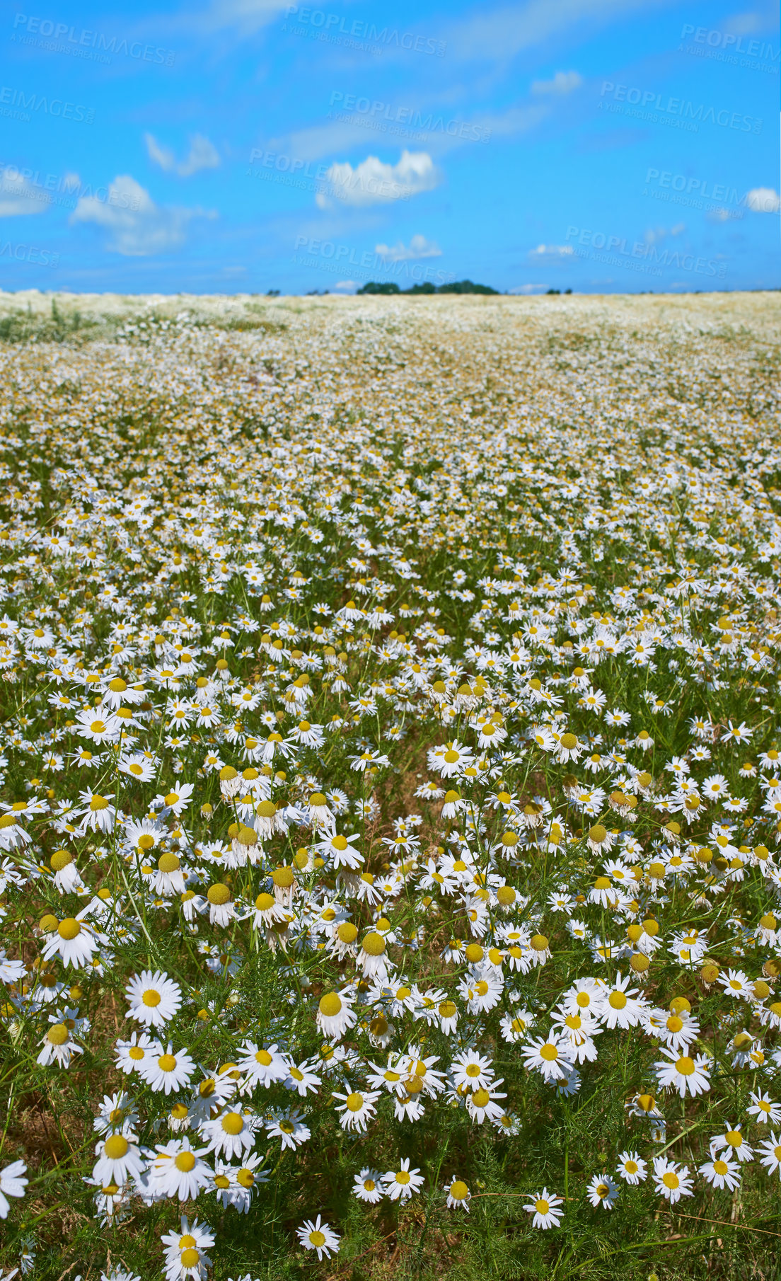 Buy stock photo Chamomile, field or environment with grass for flowers, plants or sustainable growth in nature. Background, sky space or landscape of meadow, lawn or natural pasture for white daisies and ecology 
