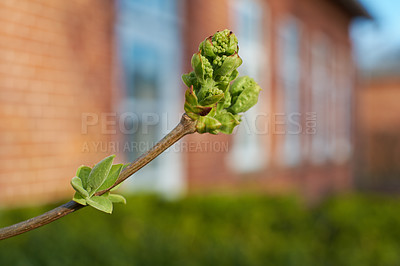 Buy stock photo Budding leaves on a branch on a warm summers day. Seasonal growth encourages change and symbolises opportunity, endurance and success. Seasonal flowers symbolising romance, love and beauty