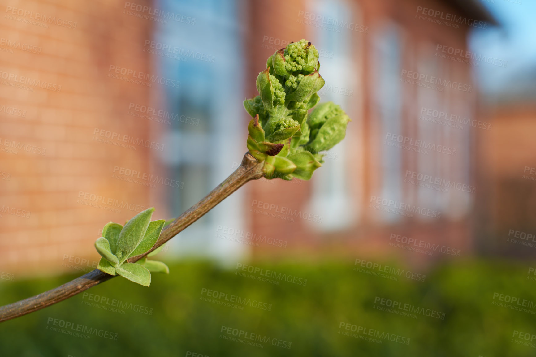 Buy stock photo Budding leaves on a branch on a warm summers day. Seasonal growth encourages change and symbolises opportunity, endurance and success. Seasonal flowers symbolising romance, love and beauty