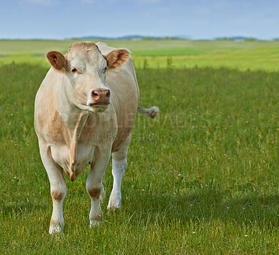 Buy stock photo Spring, nature and agriculture with cow on farm for sustainability, milk production and livestock. Growth, summer and ecology with animal in countryside field for cattle industry and beef farming