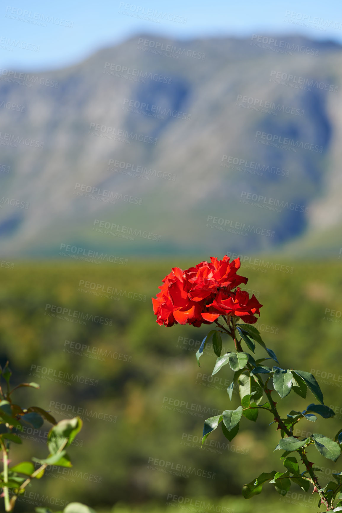 Buy stock photo Nature, mountain and flower in calm field with natural landscape, morning blossom and floral zen. Growth, peace and red flower bush with green garden, countryside hill and sustainable environment.