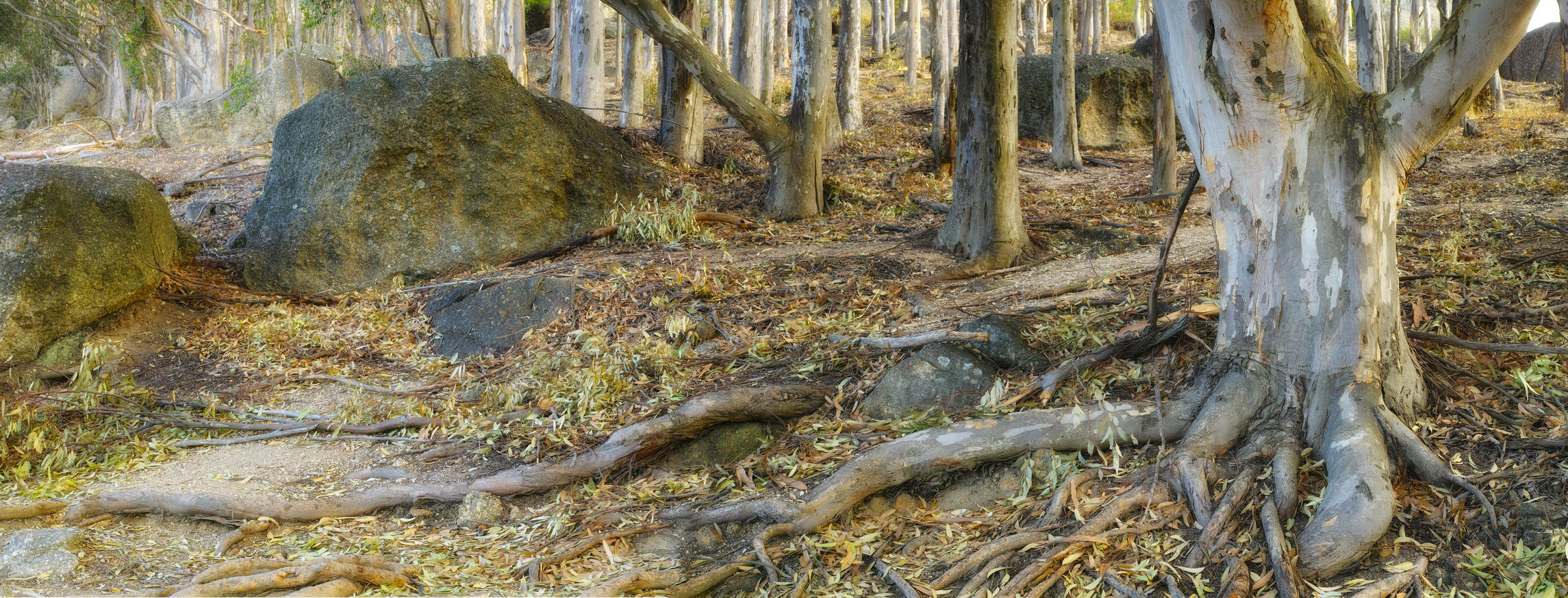 Buy stock photo Forest, ground and trunk of tree with leaves in nature, park or woods with environment in autumn. Outdoor, countryside and roots of eucalyptus in soil on trail or path on mountain with rocks