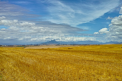 Buy stock photo Open, field and landscape with clouds in sky for wellness, nature and countryside for harvest. Grass, straw and golden grain for farming, environment and wheat crop for rural life or agriculture view