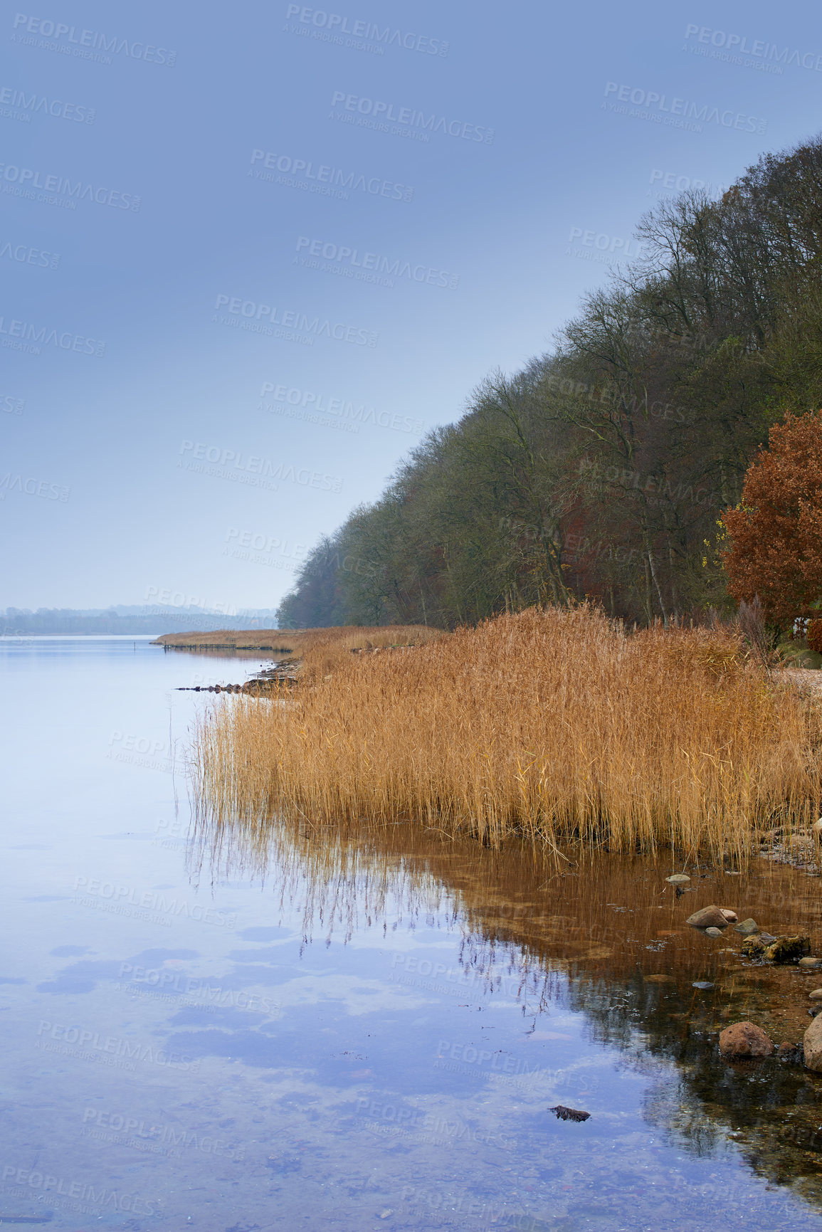 Buy stock photo Lake, grass and forest with landscape on horizon with blue sky, natural environment and water in Amsterdam. Swamp, wetland and reed for sustainability, woods and ecology in summer in the countryside