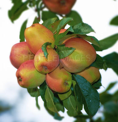 Buy stock photo Apple, farm and tree closeup of fruit with leaves outdoor in orchard for agriculture in nature. Organic, food and farming in summer with sustainability for growth of healthy environment and garden