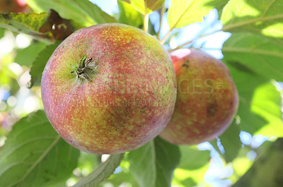 Buy stock photo Nature, agriculture and sustainability with apple on tree for farm, health and growth. Plants, environment and nutrition with ripe fruits on branch for harvesting, farming and horticulture